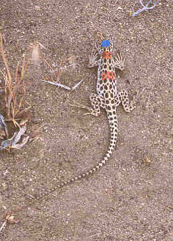 Image: Longnose Leopard Lizard (Gambelia wislizenii)