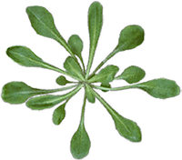 arabidopsis