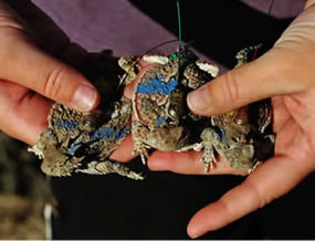 Images:Tagged Horned Lizards