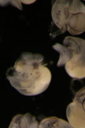 Nucella embryo